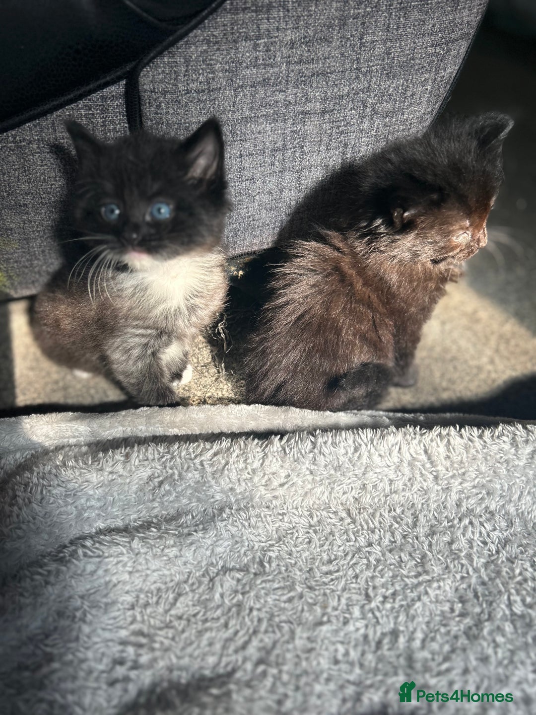 Maine Coon cats for sale: Maine coon boys - Image 7