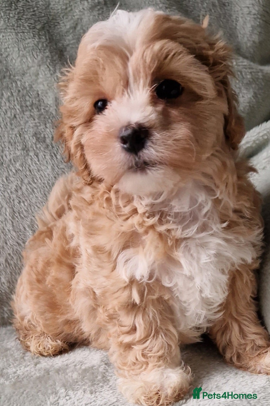 Maltipoo dogs Georgous Maltipoo Female - Advert 12