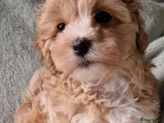 Maltipoo dogs Georgous Maltipoo Female - Advert 12