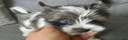 Yorkshire Terrier dogs for sale: Yorkshire terriers looking for their forever home  - Advert 1