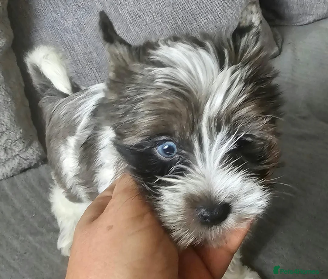 Yorkshire Terrier dogs for sale: Yorkshire terriers looking for their forever home  - Advert 1