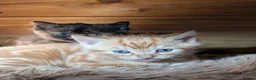 Mixed Breed cats for sale: 2 Bengal/Norwegian forest Kittens  - Advert 12
