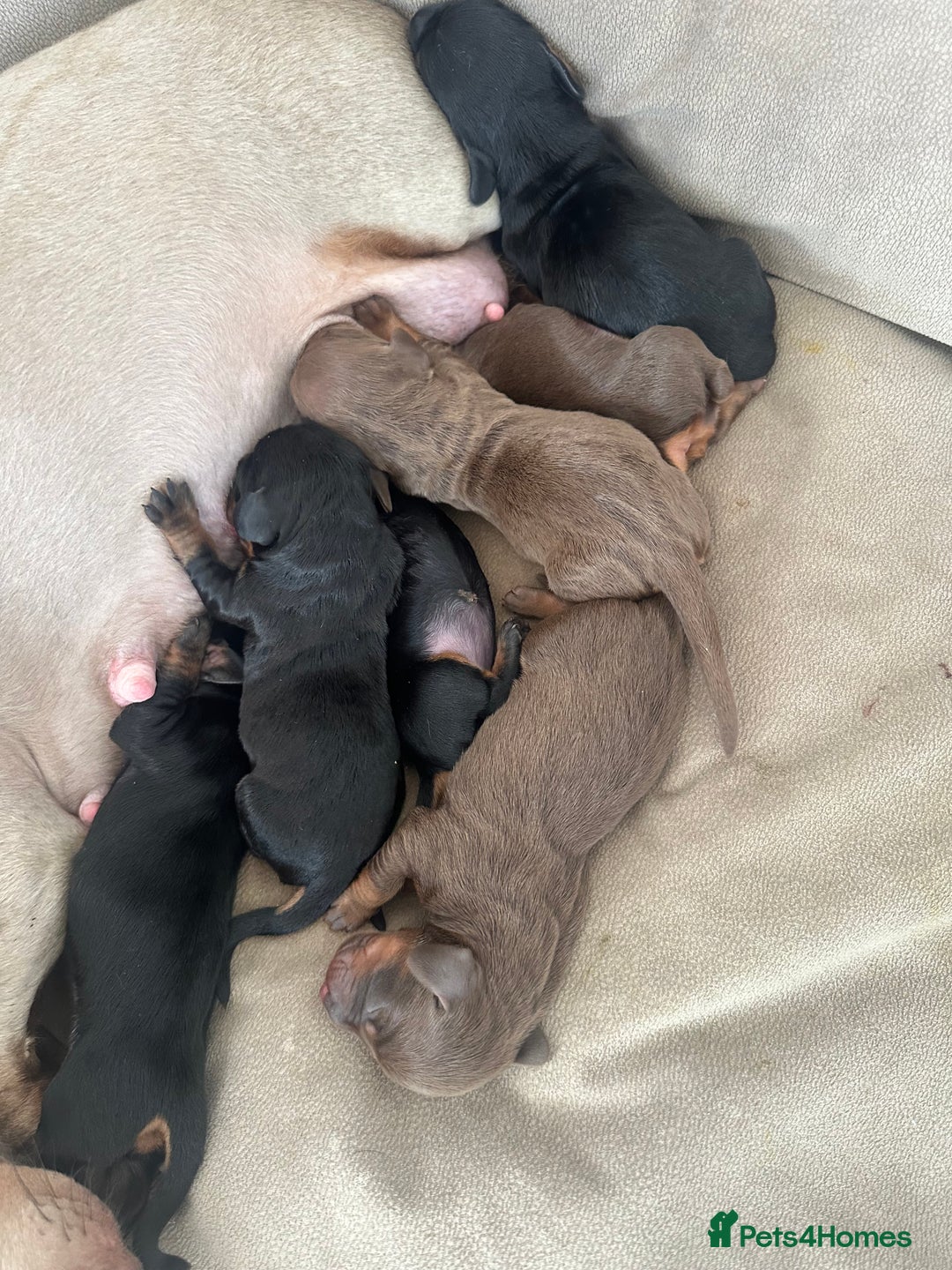 Dachshund dogs for sale: Dachshund puppies  - Advert 6
