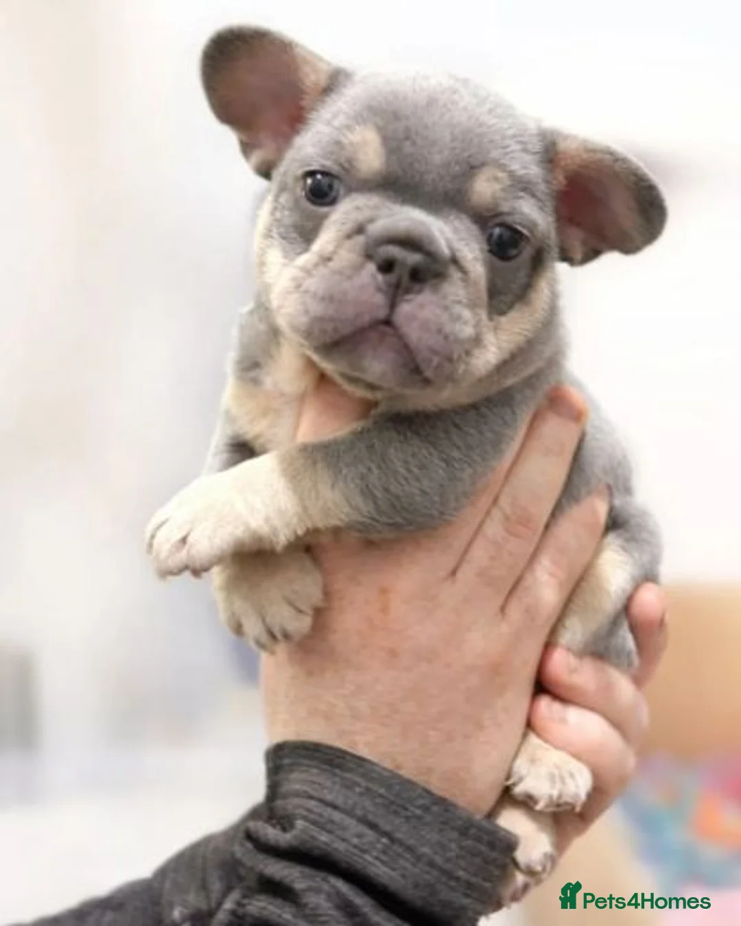 French Bulldog dogs for sale: Adorable French Bulldog Puppies - Advert 6