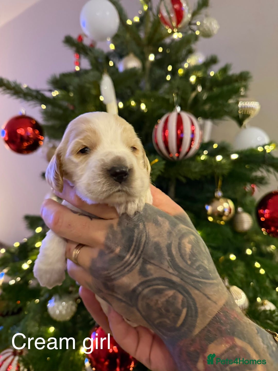 Cocker Spaniel dogs for sale: KC registered show type cocker spaniel  - Advert 11