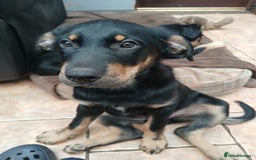 Huntaway dogs for sale: Pure huntaway puppies  - Image 1