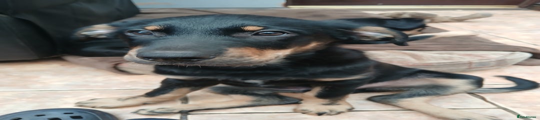 Huntaway Puppy 1