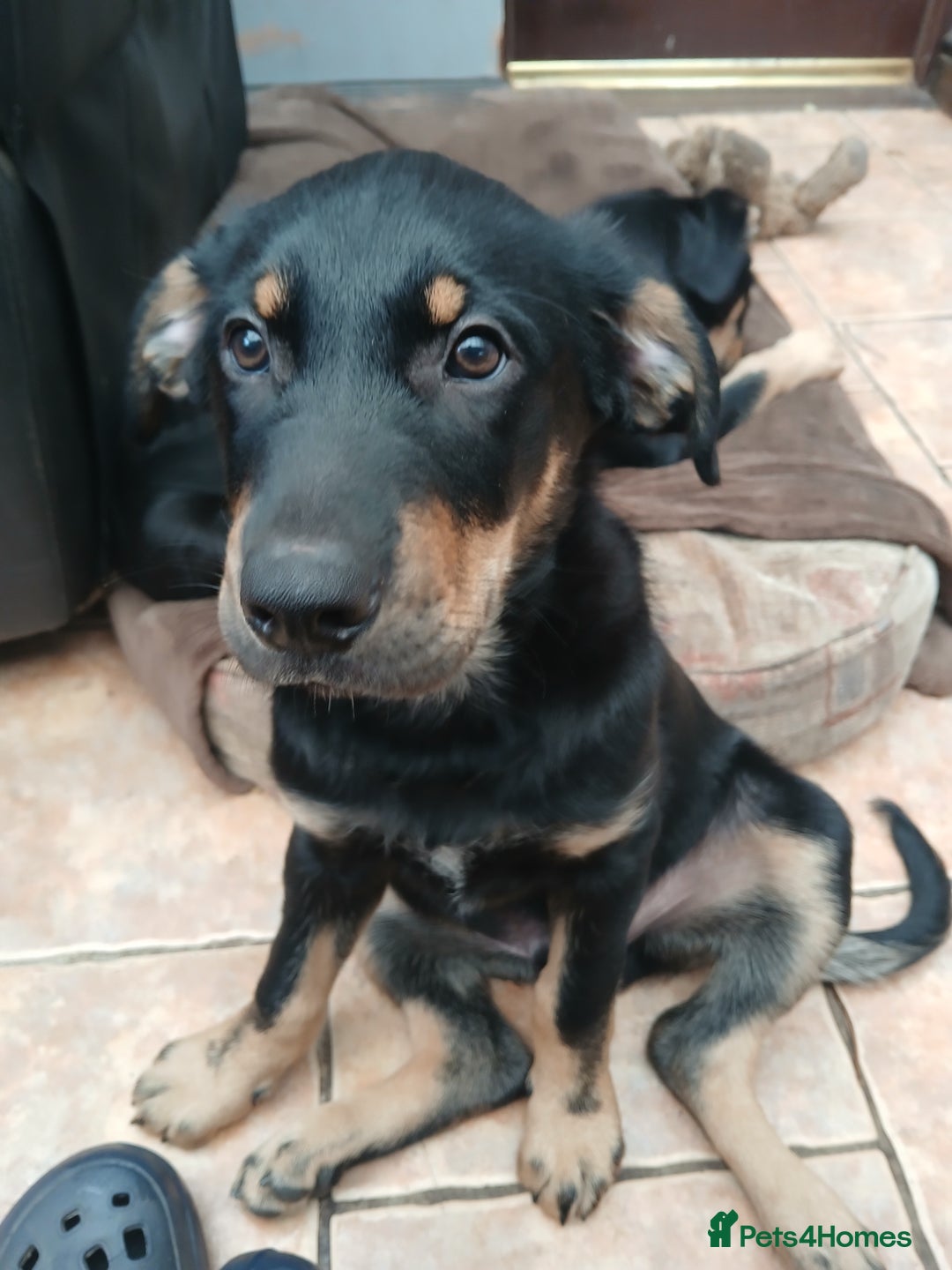 Huntaway dogs for sale: Pure huntaway puppies  - Image 1