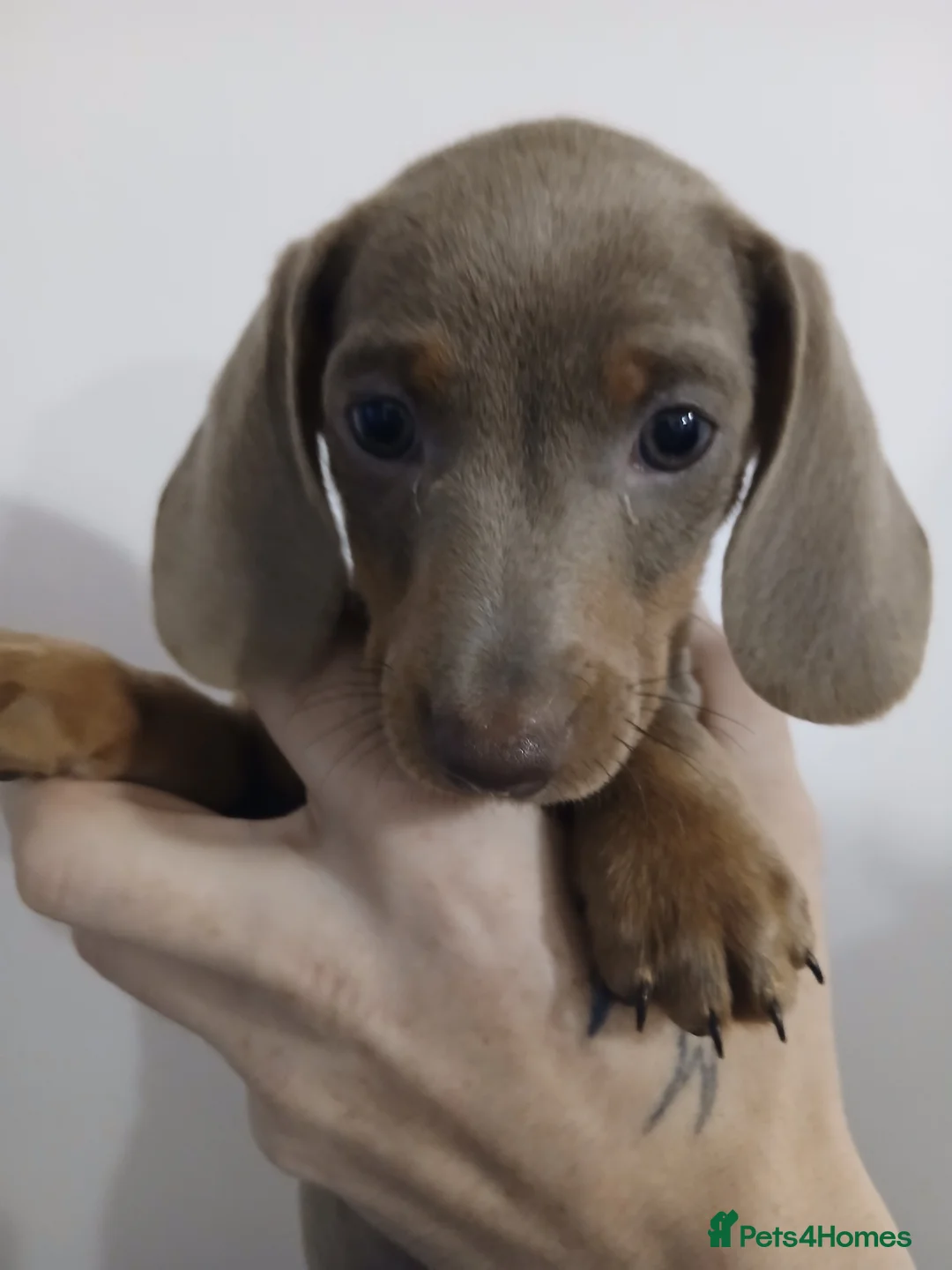 Dachshund dogs for sale: Now only 2 male mini dachshund puppies  - Advert 26