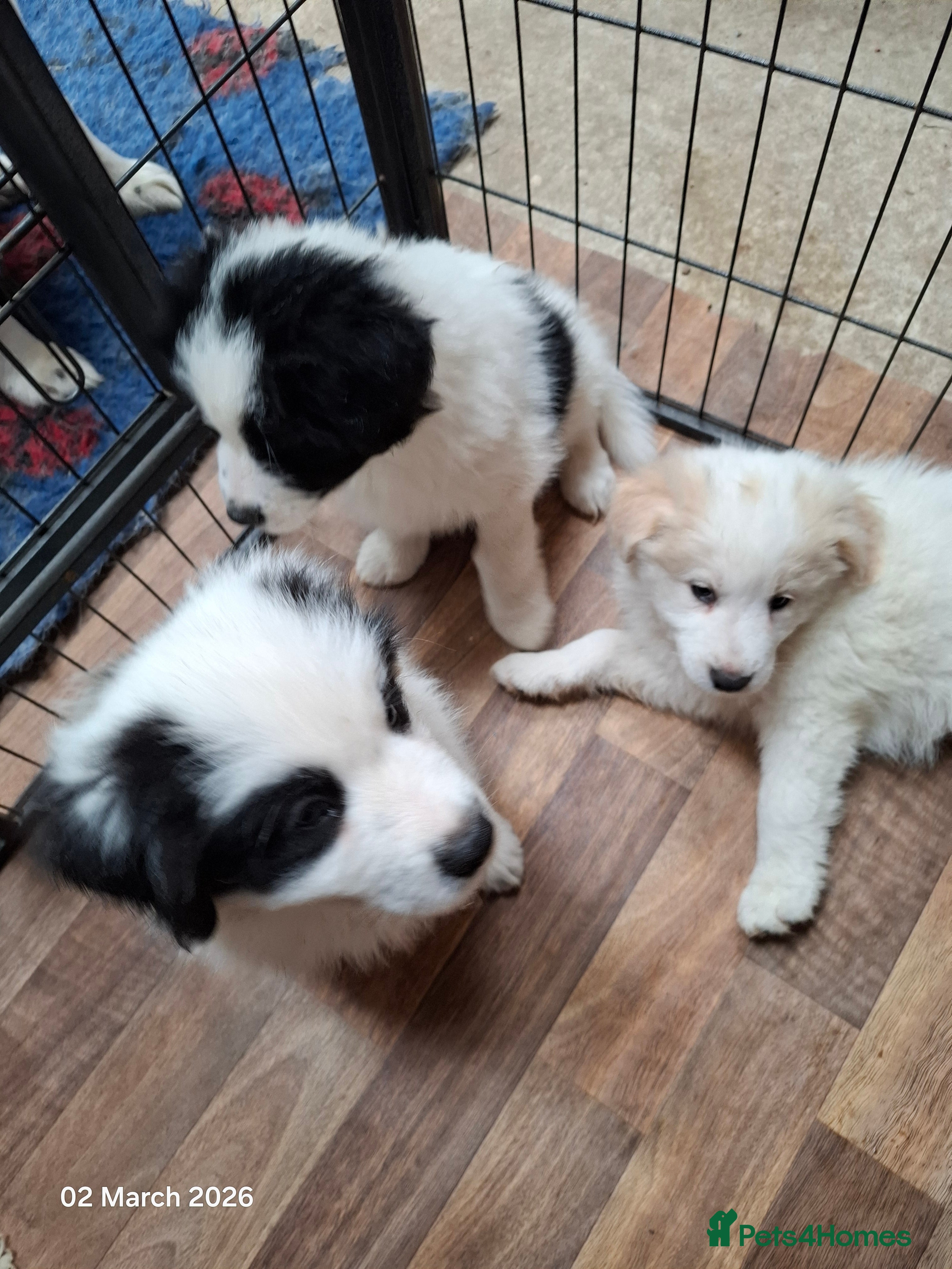 Samoyed dogs Samoyed x Border Collie Hybrid pups - Advert 9