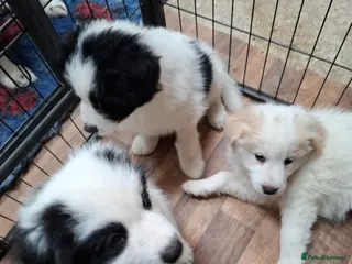 Samoyed dogs Samoyed x Border Collie Hybrid pups - Advert 9