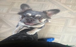 French Bulldog dogs for sale: French bull dog for sale 1 Year old  - Image 1