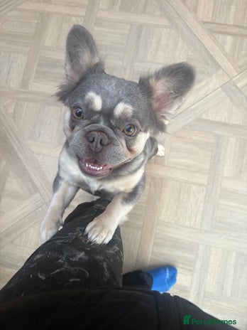 French Bulldog dogs - Advert 20