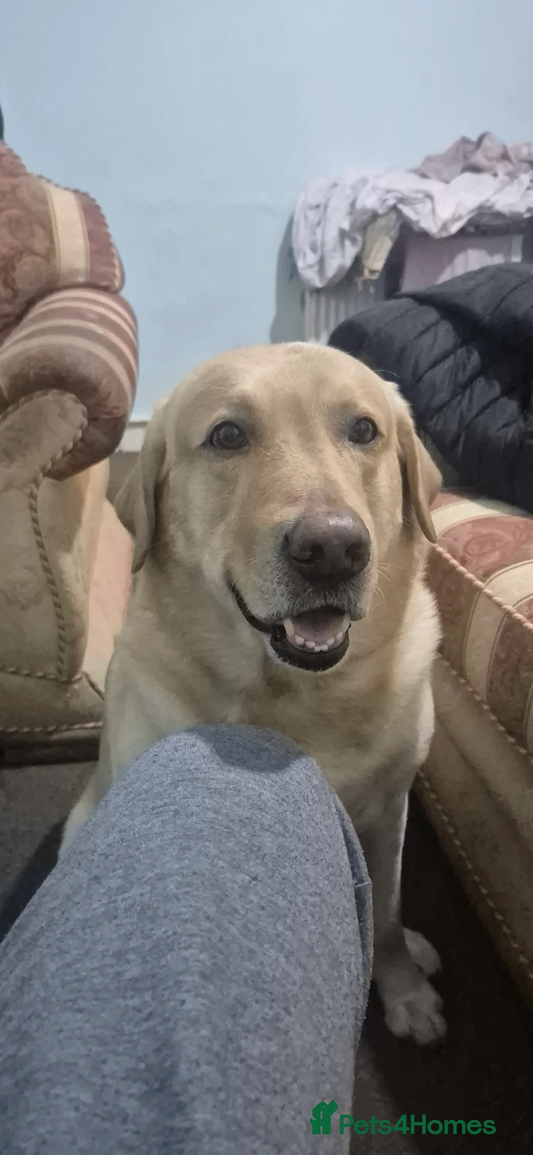 Labrador Retriever dogs for stud: Labrador Retrieve for stud - Advert 5