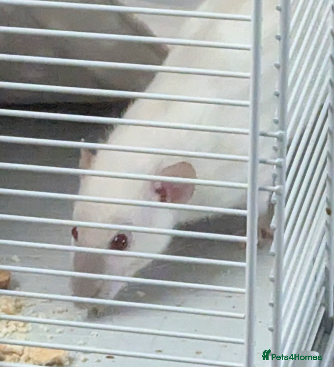 Rat rodents for sale: Baby rats various breeds available - Advert 9