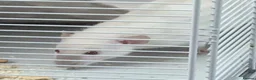 Rat rodents for sale: Baby rats various breeds available - Advert 9