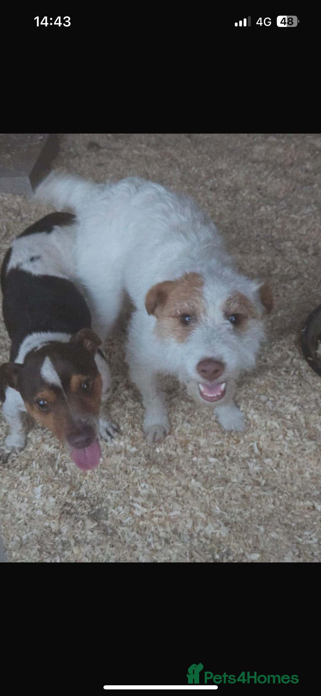 Jack Russell dogs for sale: Jack Russell puppies  - Advert 7