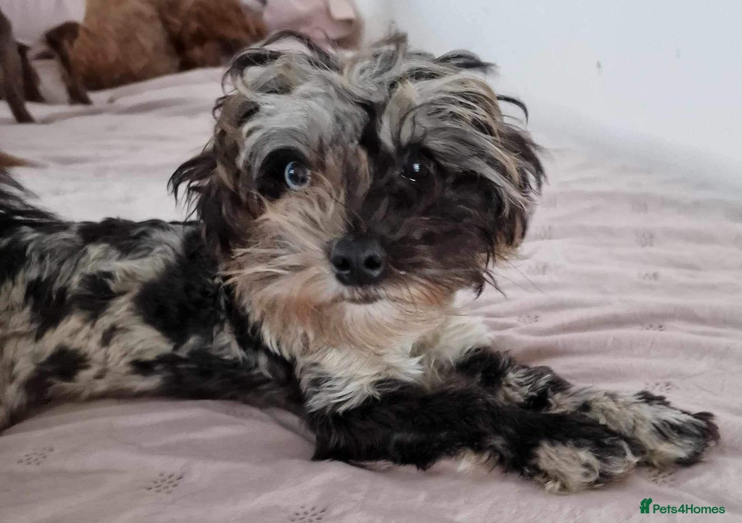 Toy Poodle dogs for sale: Mikipoos  - Image 14