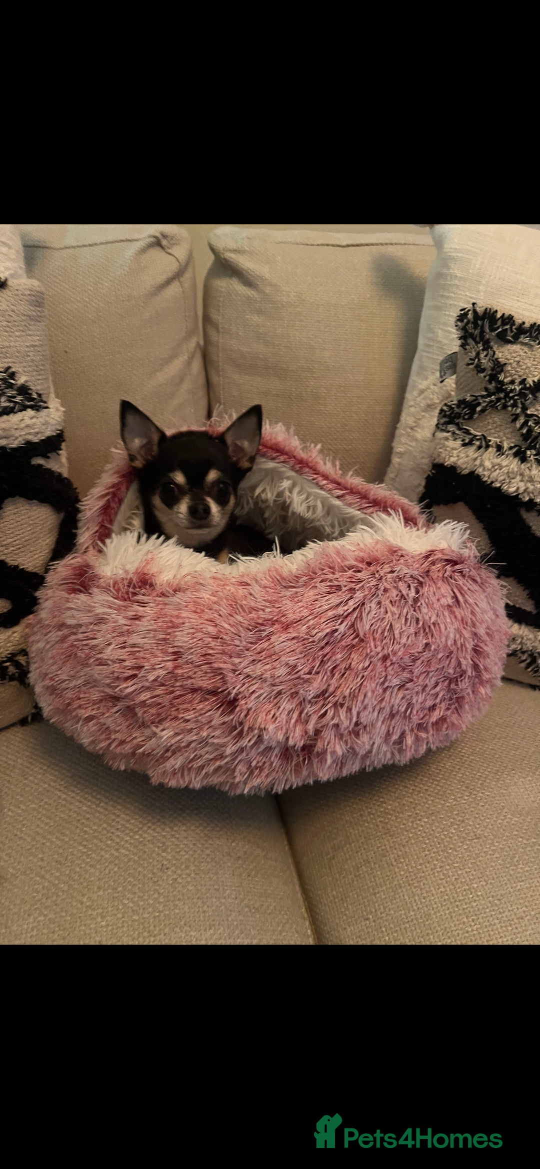Chihuahua dogs for sale: Tri Colour Chihuahua Girl Seeking a Loving Home. - Advert 7