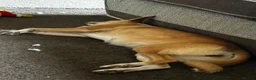 Mixed Breed dogs for sale: Amber in Tidworth - Advert 5