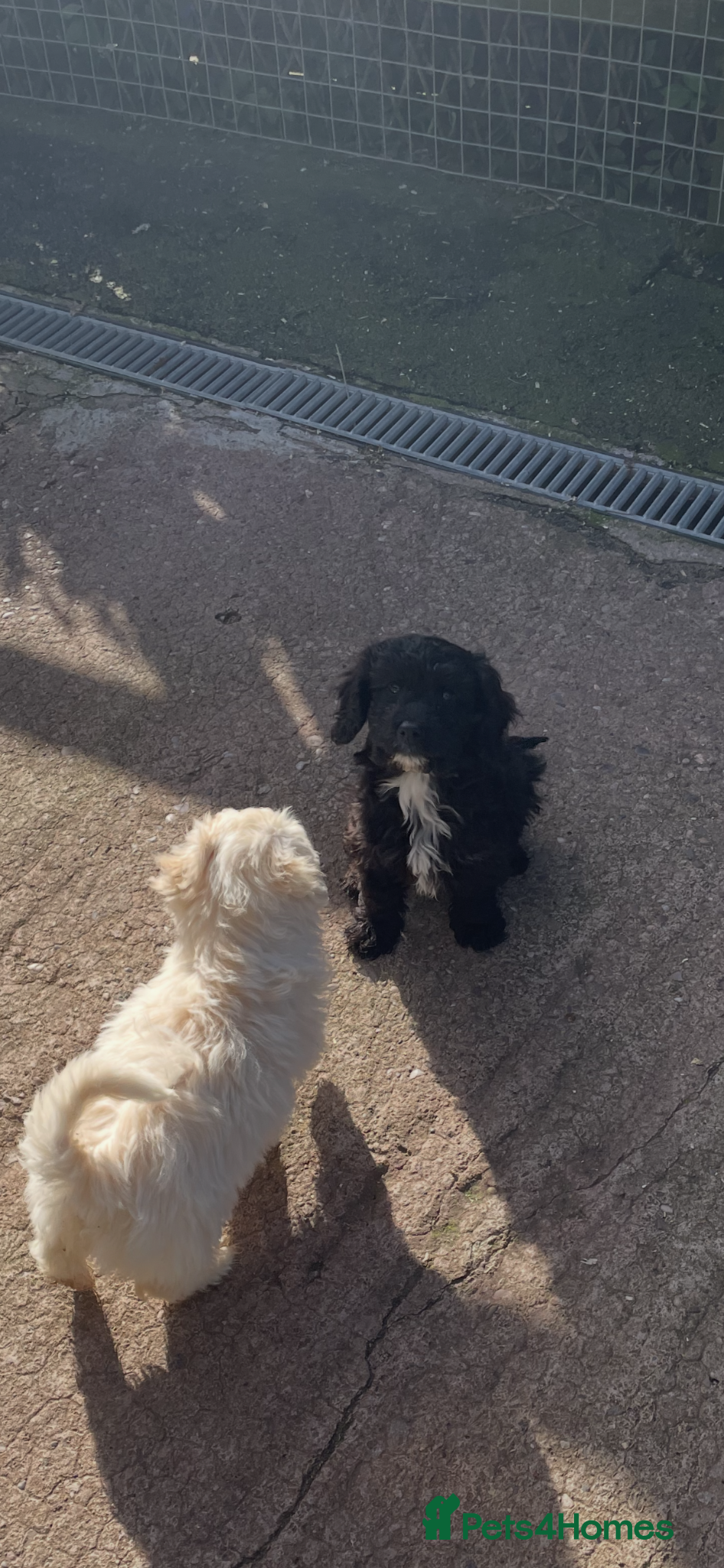 Cockapoo dogs Fully vaccinated Stunning F1B cockapoo  - Advert 4