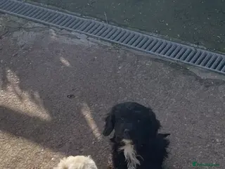 Cockapoo dogs Fully vaccinated Stunning F1B cockapoo - Advert 8