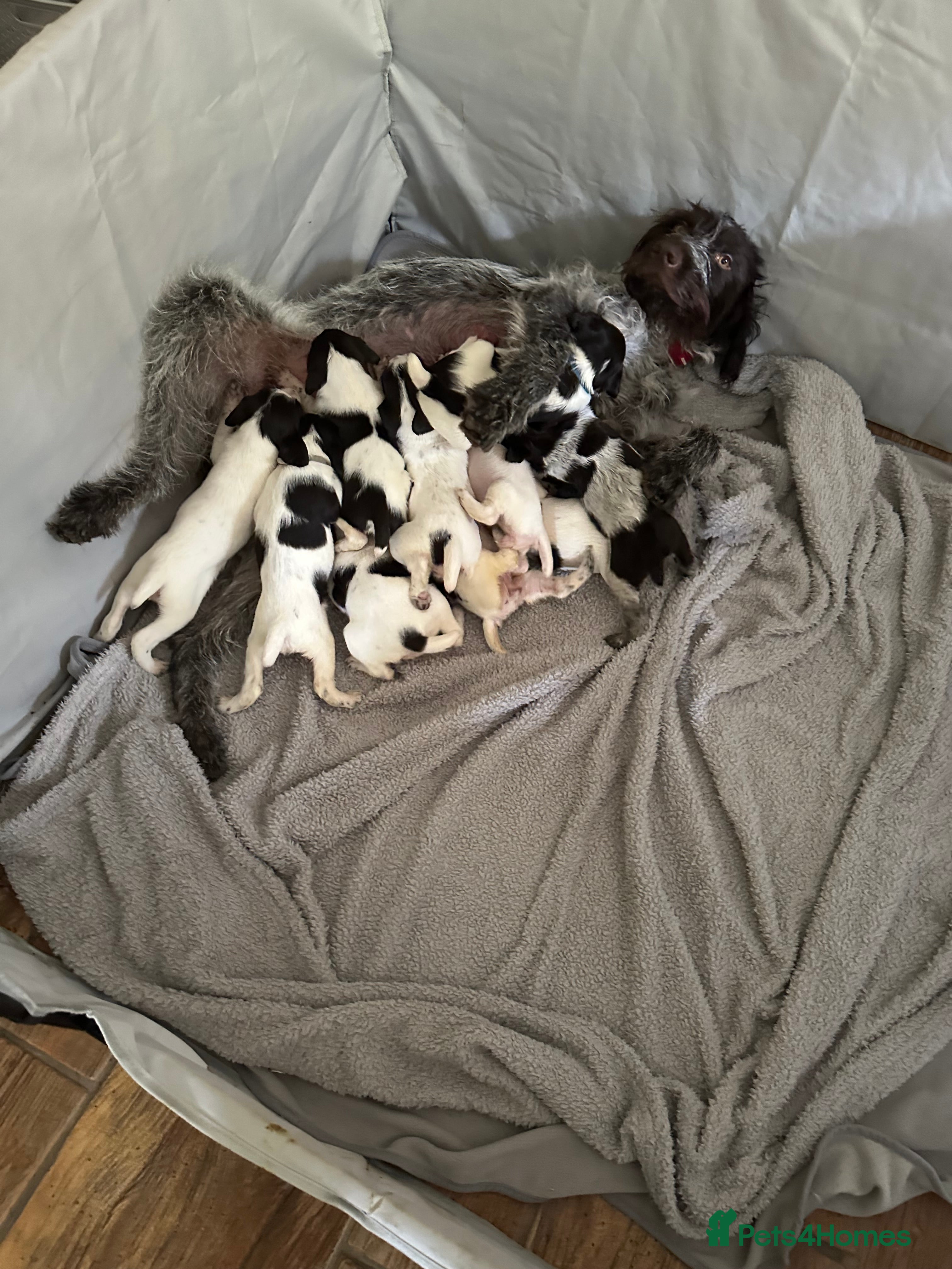 German Wirehaired Pointer dogs for sale: German Wire haired pointer puppies  - Advert 2