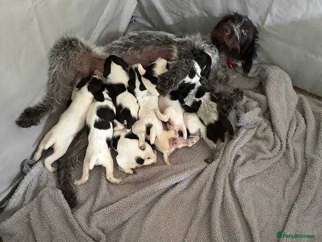 German Wirehaired Pointer dogs for sale: German Wire haired pointer puppies - Advert 2