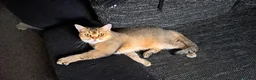 Scottish Fold cats for sale: Tica Registered scottish straigh for breeding  - Advert 3