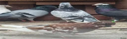Pigeons birds for sale: Young tipplers,tumblers and racers for sale £3 - Advert 5