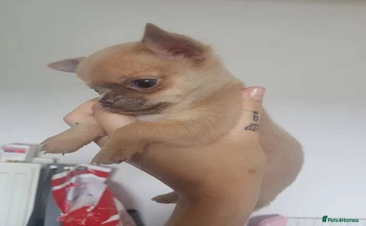 Chihuahua dogs - Advert 1