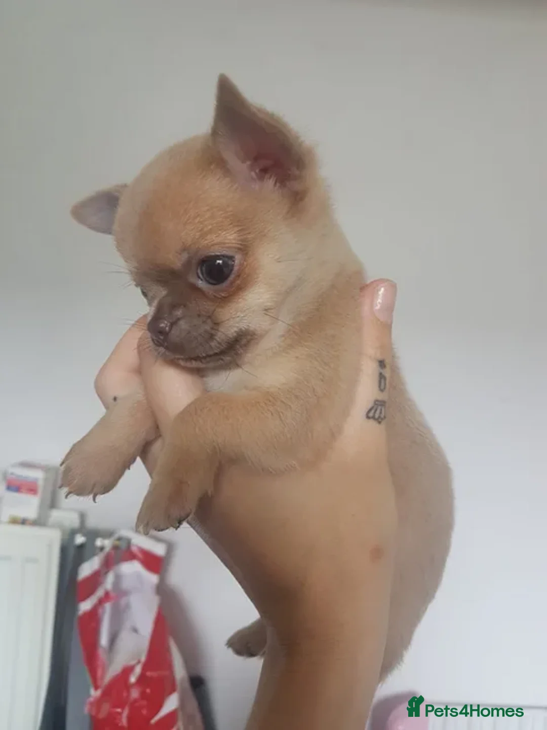 Chihuahua dogs for sale: Gorgeous little chihuahuas for loving home  - Image 1