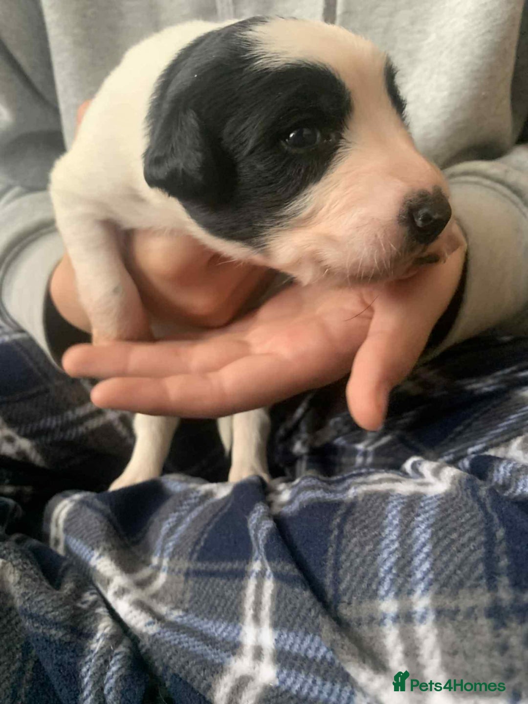 Mixed Breed dogs for sale: Puppies for sale - Image 11
