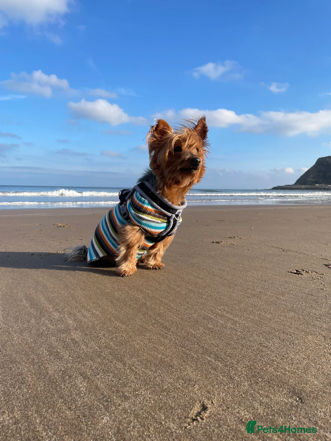 Yorkshire Terrier dogs for stud: Handsome Yorkie Buddy Available for Stud - Advert 1