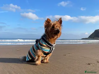 Yorkshire Terrier dogs Handsome Yorkie Buddy Available for Stud - Advert 1