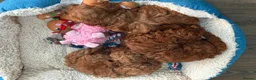 Cavapoo dogs for sale: Cavapoo F1B puppies - Advert 3