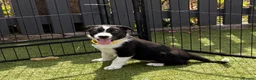 Border Collie dogs for sale: Border collie puppies  - Advert 15