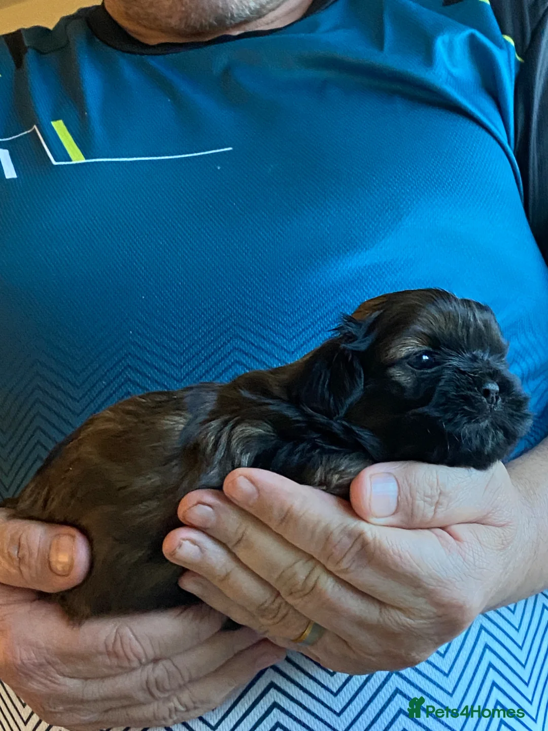 Shih Tzu dogs for sale: Adorable Shih Tzu boys - Advert 10