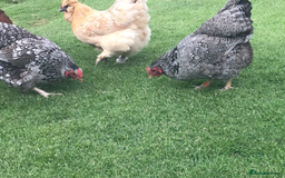 Chickens poultry for sale: Wyandotte bantams - Image 3