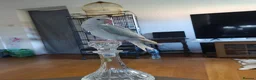 Parrots birds for sale: Mutation blue Indian ringneck parrot full setup in Stourport-on-Severn - Advert 1