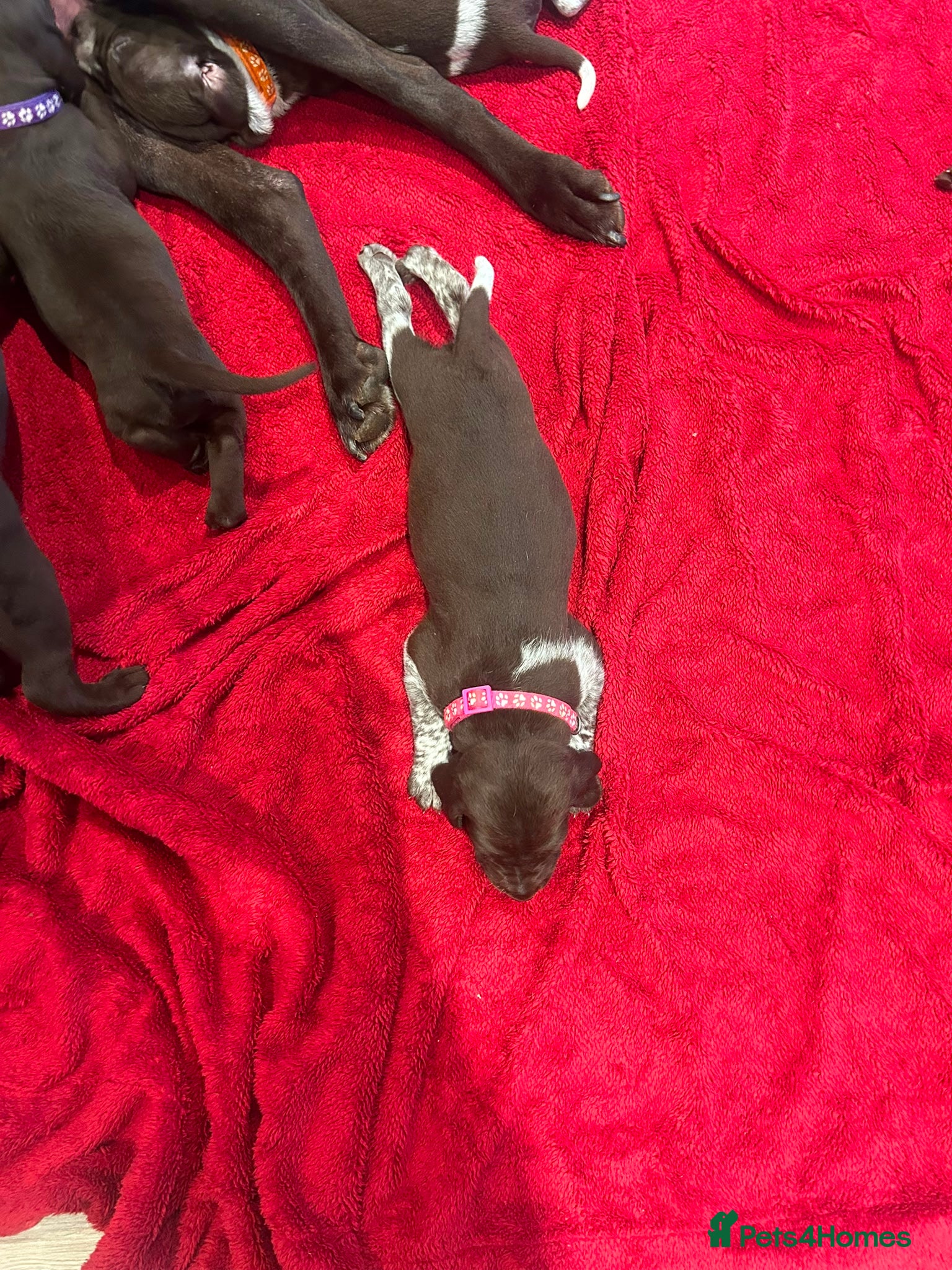 German Shorthaired Pointer dogs Beautiful KC GSP Puppies - Advert 2