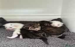 Turkish Angora cats for sale: 4 Beautiful Turkish Angora Mix Kittens - Image 13