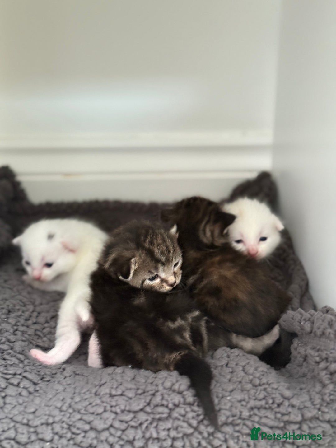 Turkish Angora cats for sale: 4 Beautiful Turkish Angora Mix Kittens - Image 13
