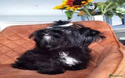 Yorkshire Terrier dogs for sale: Very Cute little Boy❤️ - Image 4