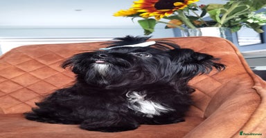 Yorkshire Terrier dogs - Advert 1