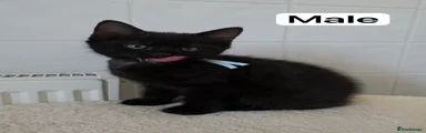 Domestic Shorthair 2