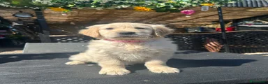 Golden Retriever Puppy 7