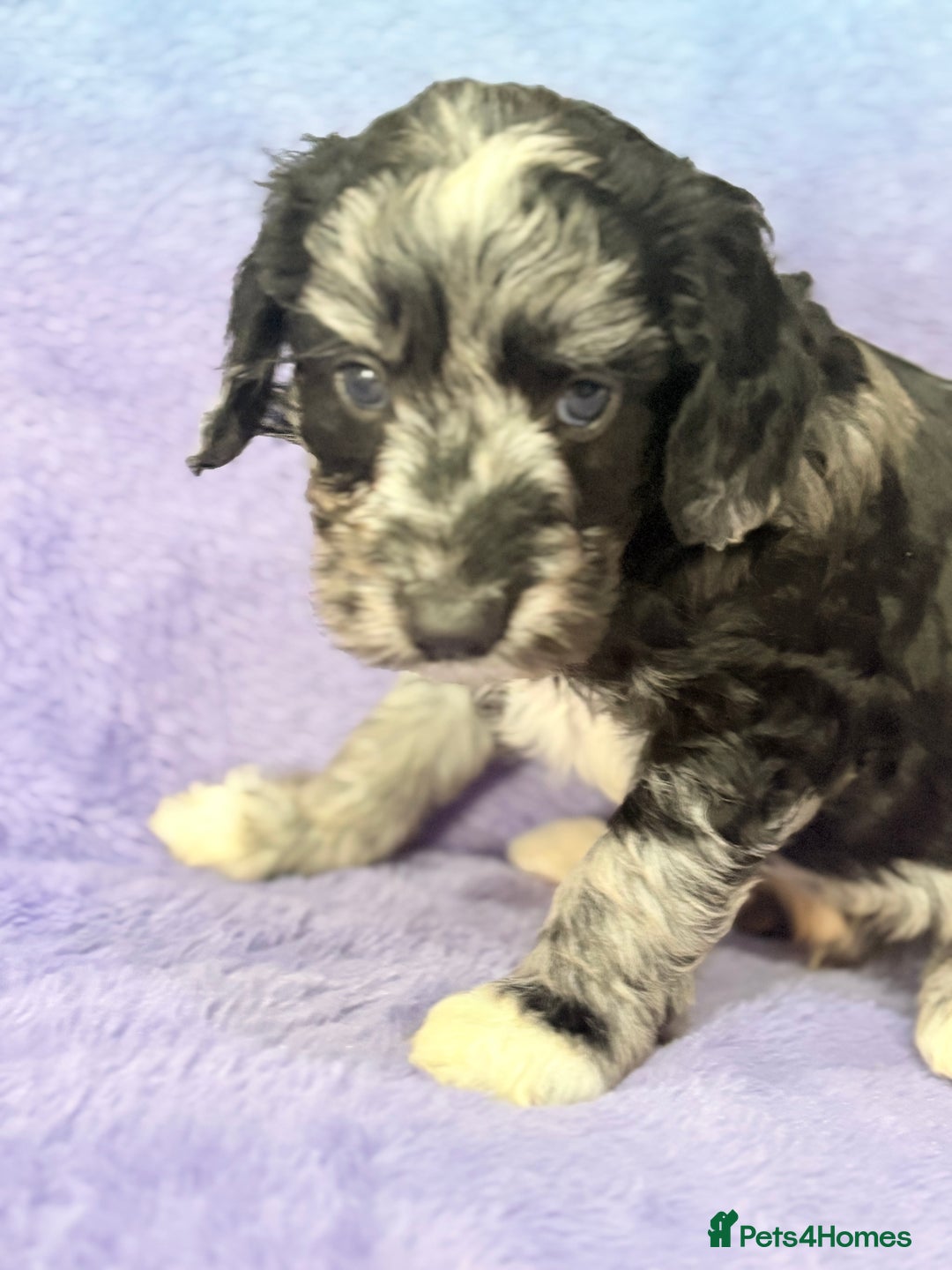 Mini Goldendoodle dogs for sale: Gorgeous Mini Goldendoodles By Therapy Asst Mom - Image 4