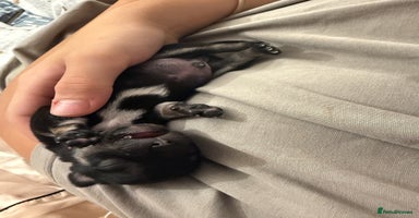 Chihuahua dogs - Advert 4