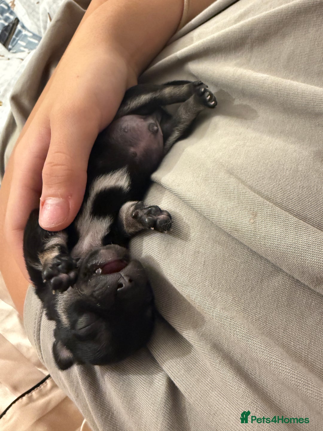 Chihuahua dogs for sale: Tiny Black & Tan Chihuahua Boy – Ready 14th Oct - Image 2